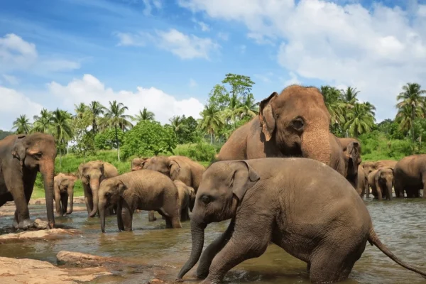 Herd of elephants bathing in a river surrounded by palm trees in Sri Lanka